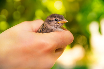 sparrow in hands on a blurred green background