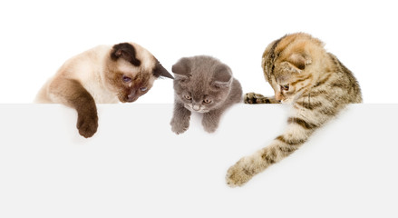 Poster - Group of cats  above white banner looking down. isolated on white background