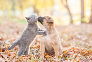 Wall Mural - mongrel puppy kisses a kitten on autumn leaves