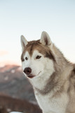 Fototapeta Psy - Profile portrait of cute Siberian husky is on the snow at sunset. Close-up of Husky dog sitting on mountain background