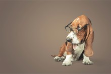 Basset Hound Using A Laptop Computer And Wearing Glasses