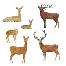 Watercolor Painting Deer Family