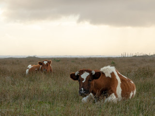 Cows 9