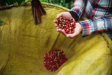 Coffee berries with agriculturist in Thailand.