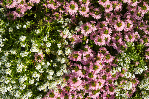 Petite Snow White Mauve Flowers Of Lobularia Maritima Alyssum