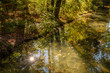 Bach im Wald mit Sonnenstrahlen als Spiegelung
