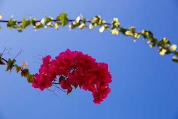 Wall Mural - Blooming bougainvillea flowers in Israel