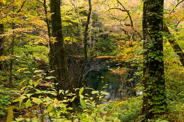 Wall Mural - lake pond in autumn season
