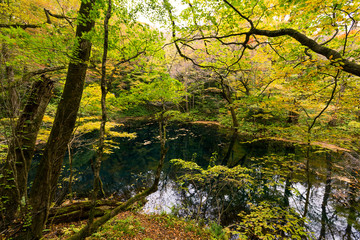 Wall Mural - lake pond in autumn season