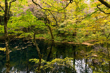 Wall Mural - lake pond in autumn season
