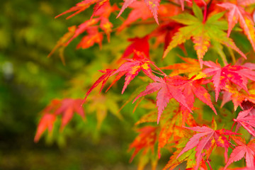Wall Mural - red maple tree