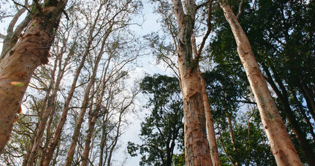 Wall Mural - low angle view of the tree in forest