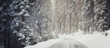 Snowy Road Lined by Enormous Giant Sequoia Trees in California