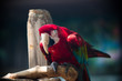 Red parrot nodding 