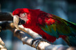 Parrot posing 