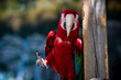 Parrot posing 