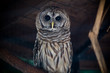 Owl posing 