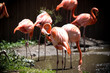 Flamingos in the sunshine
