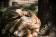 Fat rabbit in the sunshine