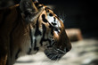 Tiger closeup 