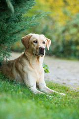 Wall Mural - Labrador retriever dog lying under a tree