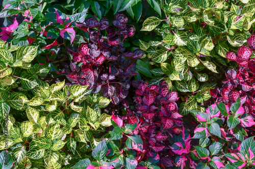 Primo Piano Di Piante Di Coleus Con Foglie Colorate Rosa Viola E Verde In Un Giardino D Estate Buy This Stock Photo And Explore Similar Images At Adobe Stock Adobe Stock