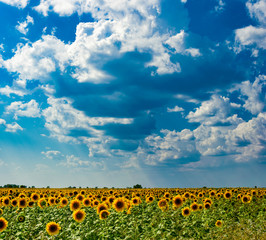 field of sunflowers and blue sky