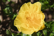 Close-up Of Yellow Hibiscus Blossom