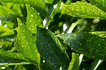 Wall Mural - the the Green plant in the garden. Fresh green and white leaf background (Dieffenbachia).