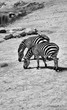 zebras in jerusalem zoo