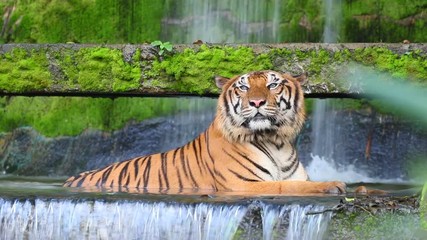 Wall Mural - Bengal tiger with waterfall in the jungle zoo