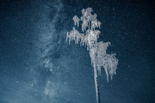 A Snow Covered Tree Underneath The Stars At Night