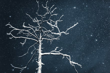 A Snow Covered Tree Underneath The Stars At Night
