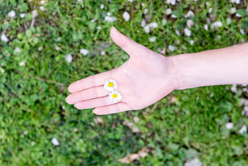 A female hand holding 2 daisies among fingers