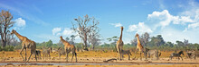 Typical African Vista With Zebra And Giraffe Around A Waterhole With A Natural Bushveld Background. Hwange National Park, Zimbabwe. Heat Haze Is Visible