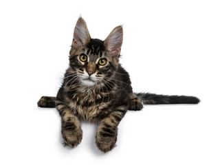  Handsome dark black tabby Maine Coon cat kitten laying down with paws over edge looking straight ahead at camera. Isolated on a white background.