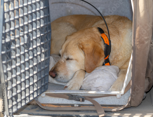 retriever preferred dog kennel