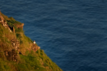 Wall Mural - Atlantic puffin, fratercula arctica, Faroe island