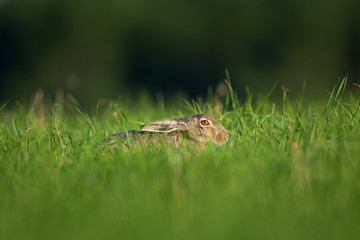 Wall Mural - european hare, lepus europaeus