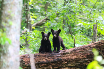 twin black bear cubs