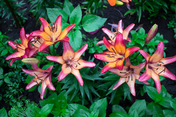  Pink lilies with drop blooming in the garden, beautiful flowers after the rain, background