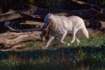 Wall Mural - Loup blanc arctique