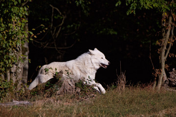 Wall Mural - Loup blanc arctique