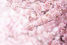 Cherry Blossom In Full Bloom. Cherry Flowers In Small Clusters On A Cherry Tree Branch, Fading In To White. Shallow Depth Of Field. Focus On Center Flower Cluster.