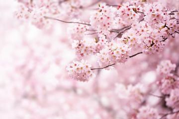 cherry blossom in full bloom. cherry flowers in small clusters on a cherry tree branch, fading in to