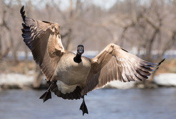 Wall Mural - Canada goose flying