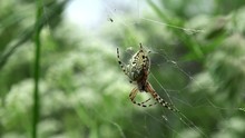 Orb-weaver Spider Eating A Caught Fly.