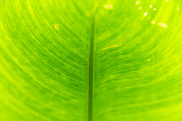 Macro detail of green leaf texture. Close up beautiful leaves pattern.