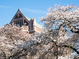 Cherry trees blossoming at university campus - Seattle, WA, USA