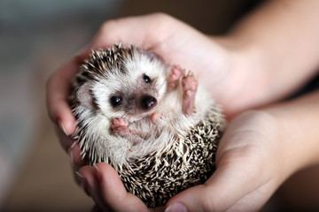 cute african hedgehog on baby palms